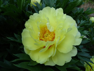 Paeonia Bartzella May 2018.JPG