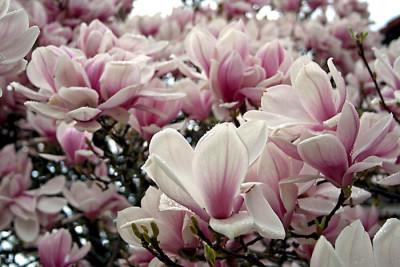 Magnolie-4-a.jpg