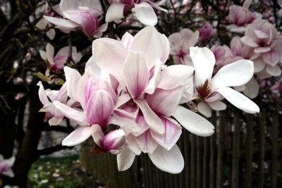 Magnolie-4.jpg