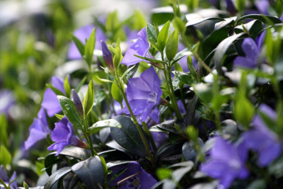 Vinca-Minor-1.jpg