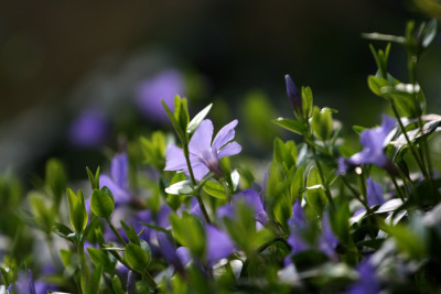Vinca-minor-2-a.jpg