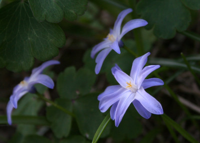 Chionodoxa-1.jpg