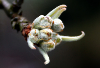 Pyrus-salicifolia.jpg