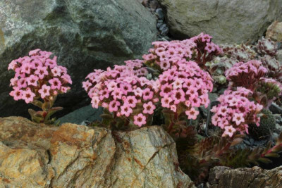 Sedum pilosum 21.05.18.jpg