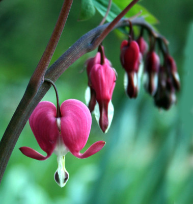 Dicentra-spectabilis-1.jpg