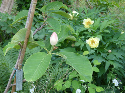 2018-05-23 Magnolia 'William Watson'.jpg