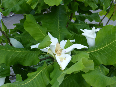 2018-05-23 Magnolia macrophylla 'Ashei' 1.jpg