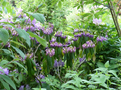 2018-05-23 Rhododendron.jpg