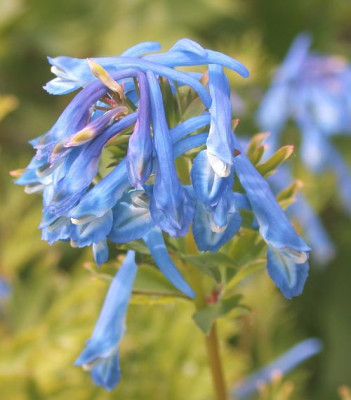 Corydalis_flexuosa_x_elata_2b.jpg