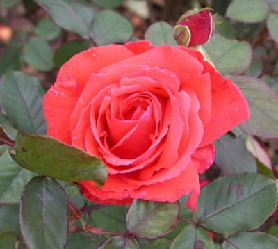Munot_30330_89.jpg