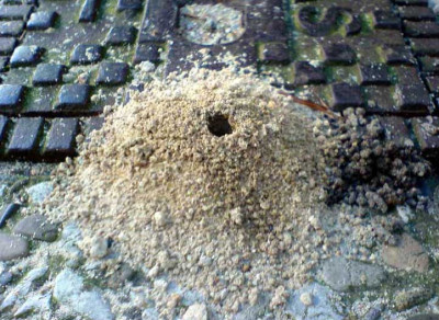 SandbienenBau-040407.jpg