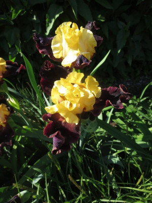 Iris barb. elat.jpg