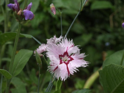 DSCF5297.JPG