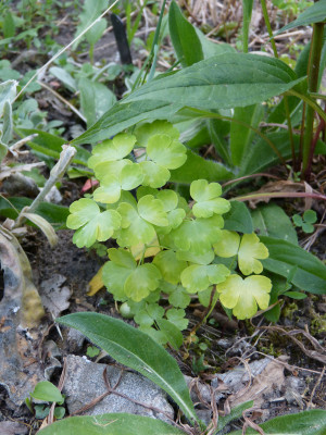 2018-05-23 Aquilegia 'Mellow Yellow'.jpg