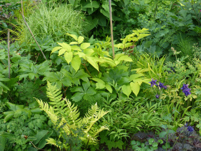 2018-05-23 Aralia cordata 'Sun King'.jpg