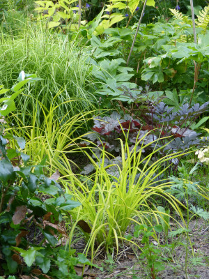 2018-05-23 Carex elata 'Bowles Golden'.jpg