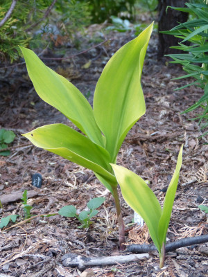 2018-05-23 Convallaria majalis 'Golden Jubilee'.jpg