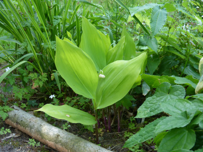 2018-05-24 Convallaria majalis 'Fernwood Golden Slippers'.jpg