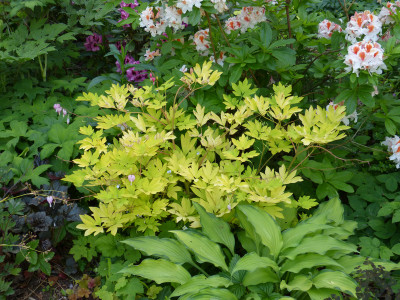 2018-05-23 Dicentra 'Gold Heart'.jpg