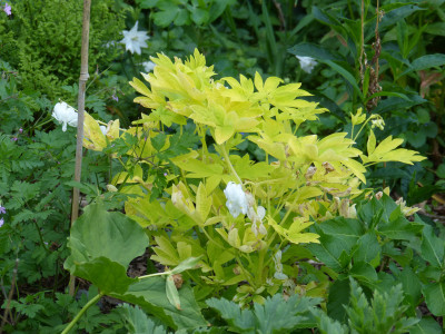 2018-05-23 Dicentra 'White Gold'.jpg