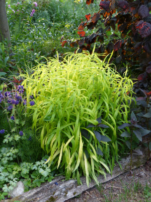 2018-05-23 Solidago 'Hiddigeigei'.jpg