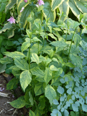 2018-05-23 Solidago longifolia 'Variegata'.jpg