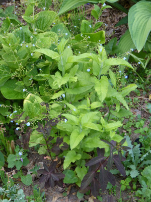 2018-05-23 Veronica longifolia 'Spring Gold'.jpg