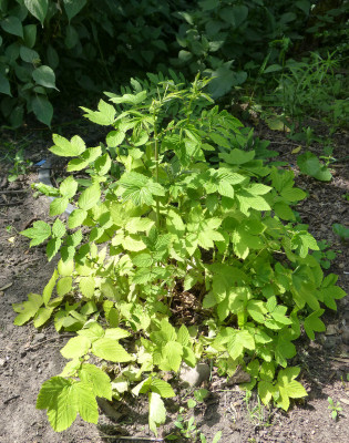 2018-05-24 Filipendula ulmaria 'Aurea'.jpg