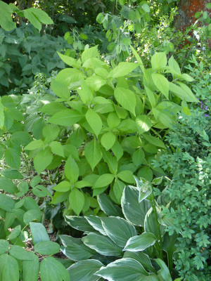 2018-05-24 Leucoseptrum jap. 'Golden Angel'.jpg