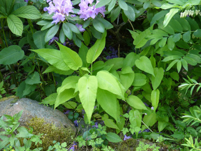 2018-05-24 Persicaria 'Cottesbrook Gold'.jpg