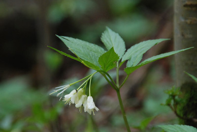 dentaria_wald.jpg