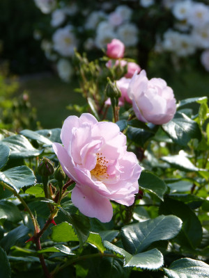 2018-05-24 Rosen 'Utopia'.jpg