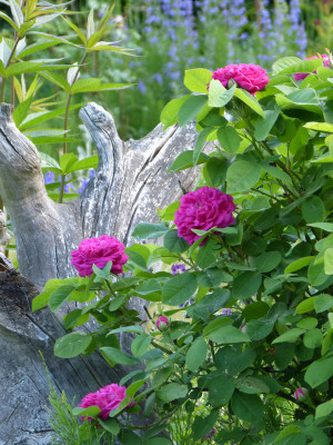 2018-05-24 Rosen 'Rose de Resht'.jpg