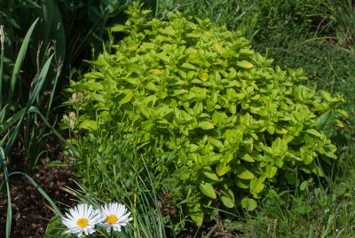 Origanum _vulgare_Thumbles_Variety.jpg