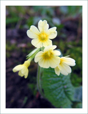 SCHLUSSELBLUME_II_MI_0404.jpg