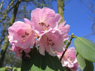 Rhododendron_oreodoxa_fars_2007.jpg