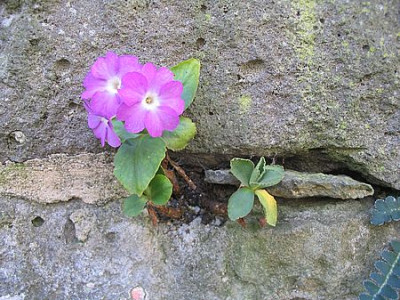 Primula_hirsuta_2_fars_2007.jpg
