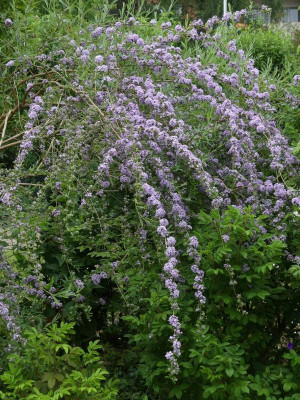 Buddleja_alternif..JPG