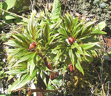 Paeonia_veitchii_fars_2007.jpg