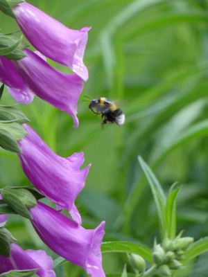 Hummel1.JPG