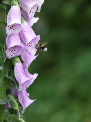 Hummel2.JPG