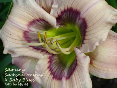 Imgp5594SachsConBabBlues.jpg