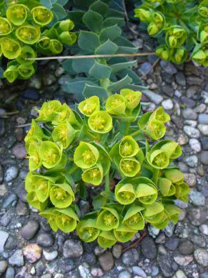 Euphorbia_myrsinites1.jpg