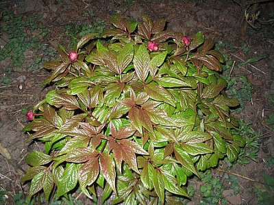 Paeonia_mairei_2_fars_2007.jpg