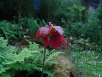 DSC02424.JPG