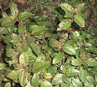 Viburnum_krank.jpg