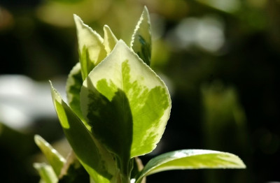 Euonymus_1_04-04-2007.jpg