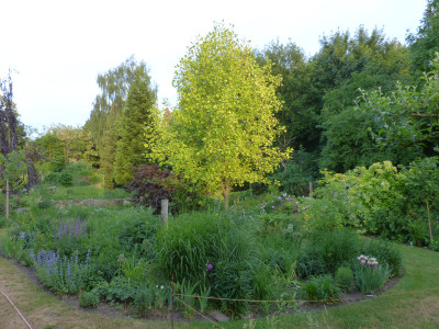 2018-05-24 Liriodendron tulipifera 'Aureomarginatum'.jpg