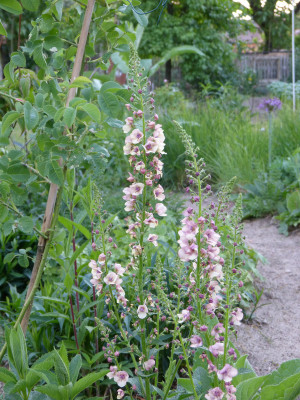 2018-05-24 Verbascum.jpg
