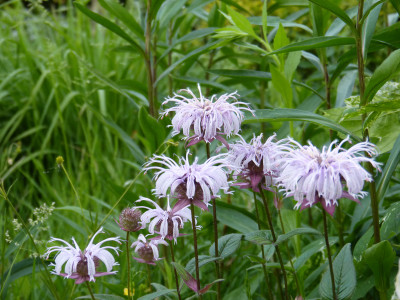 2018-05-24 Monarda bradburiana.jpg